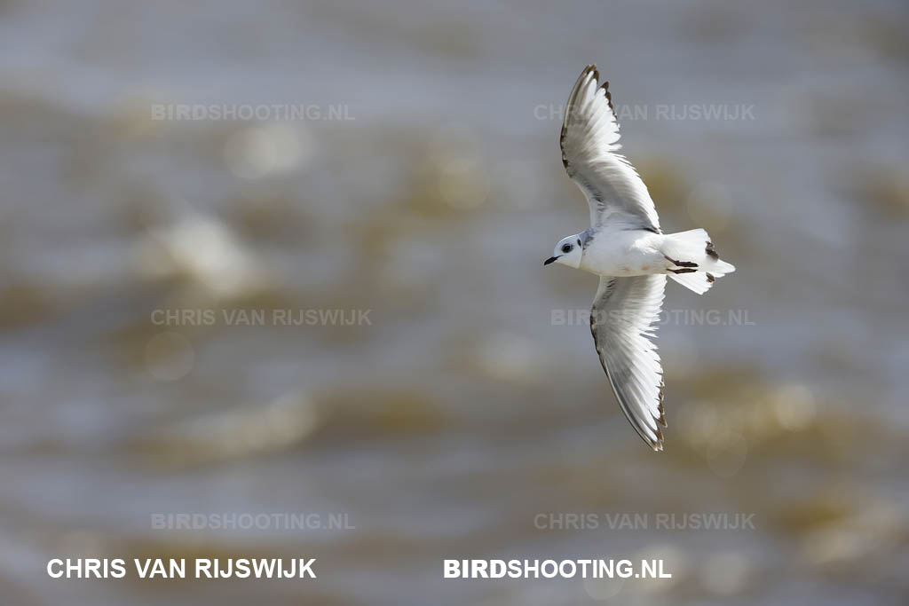 Ross meeuw 21 T4A9659 Scheveningen