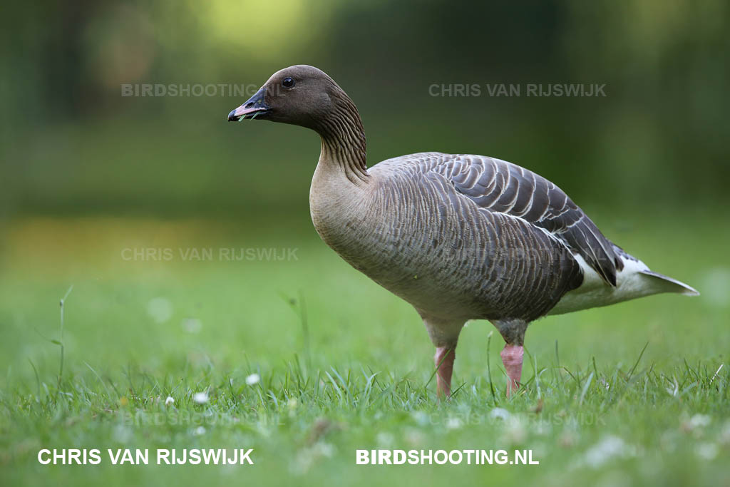 Kleine rietgans 13 R9A6238DPP Capelle aan den IJssel