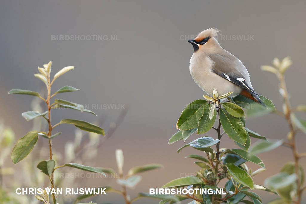 Pestvogel 24 I2A7686 Texel