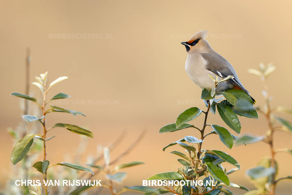 Pestvogel 24 I2A7737 Texel