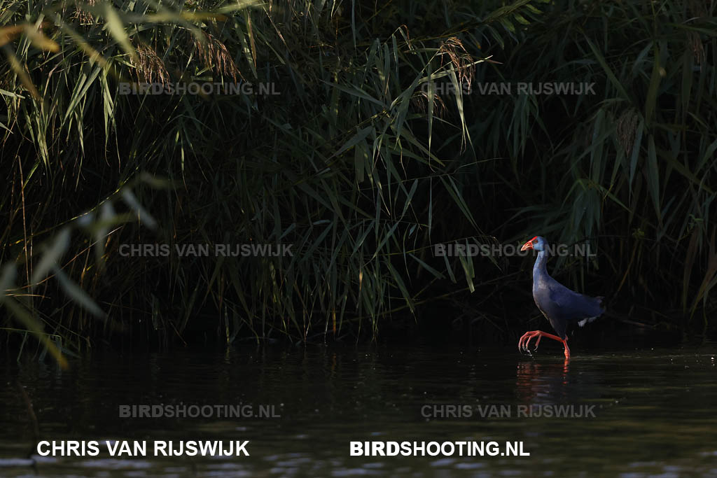 Purperkoet 25 I2A3303 Rottemeren