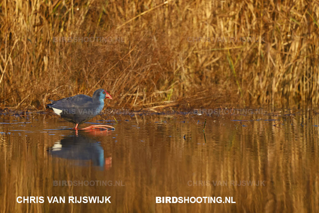 Purperkoet 25 I2A4072 Rottemeren