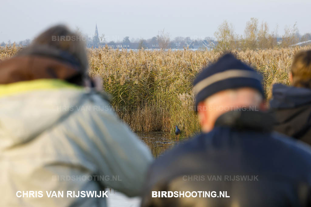 Purperkoet 25 I2A4878 Rottemeren