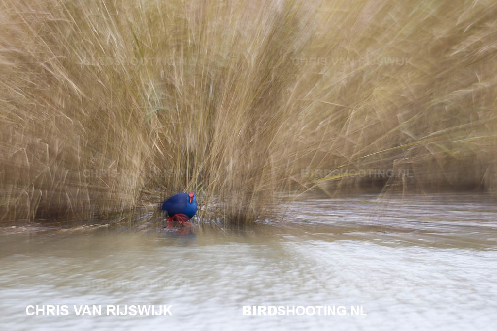 Purperkoet 25 I2A5199 Rottemeren