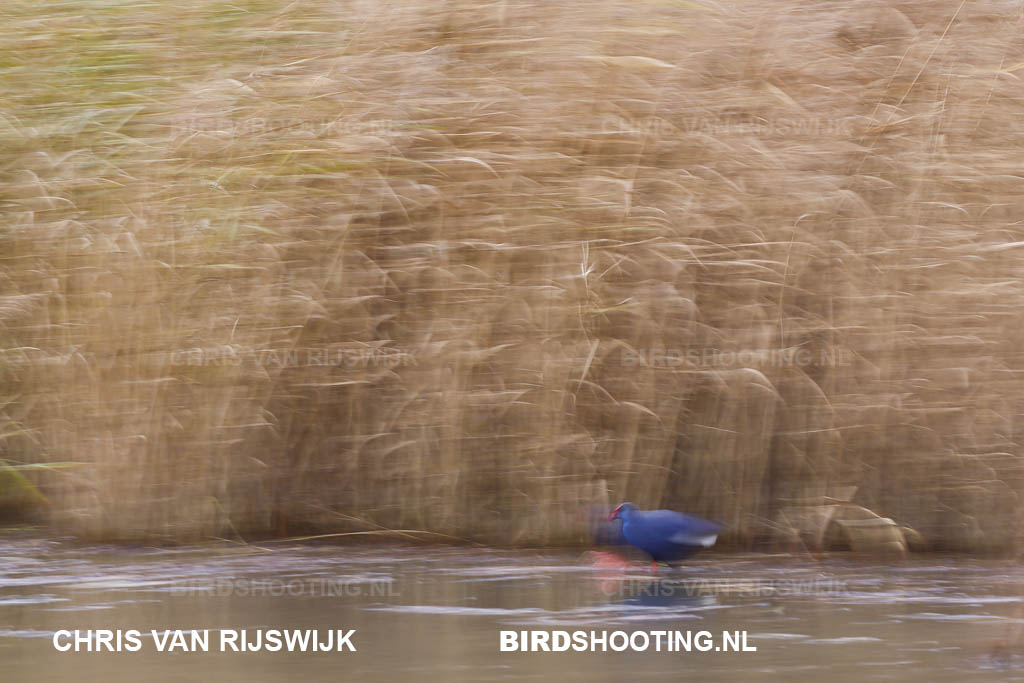 Purperkoet 25 I2A5509 Rottemeren