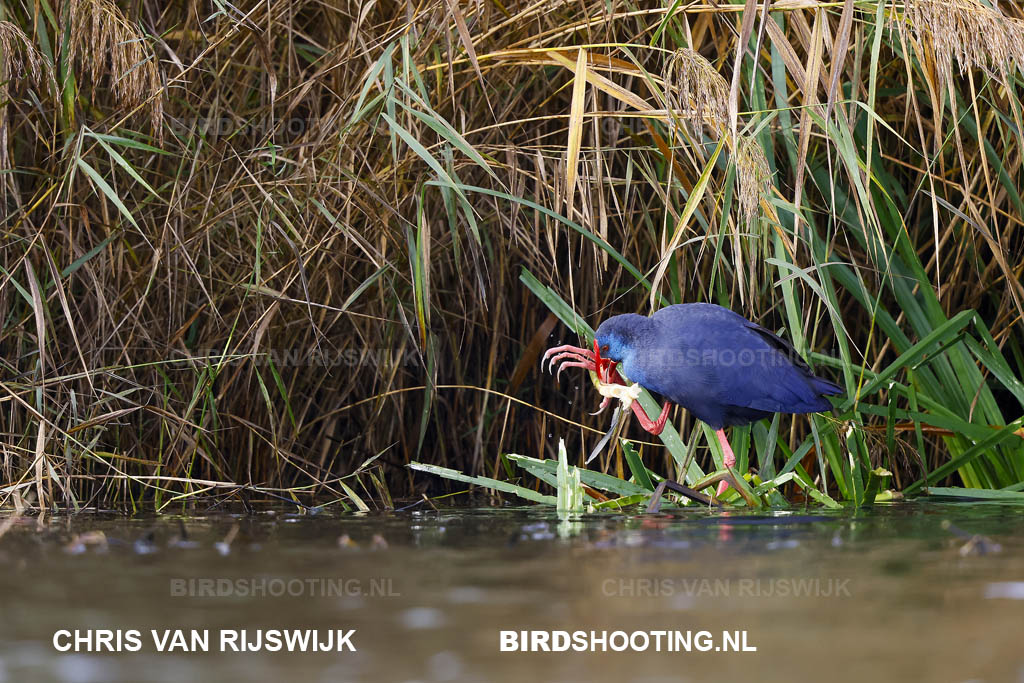 Purperkoet 25 I2A7868 Rottemeren