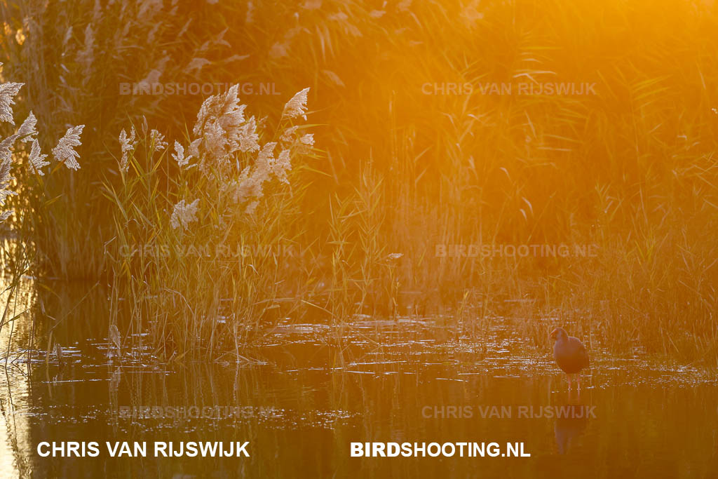 Purperkoet 25 I2A8698 Rottemeren