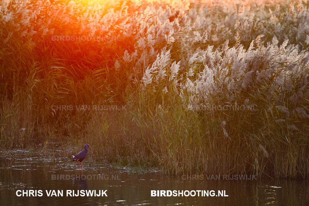 Purperkoet 25 I2A9166 Rottemeren