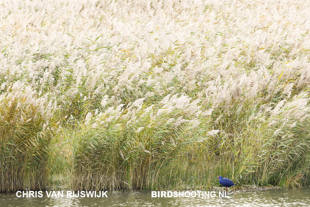 Purperkoet 25 I2A9846 Rottemeren