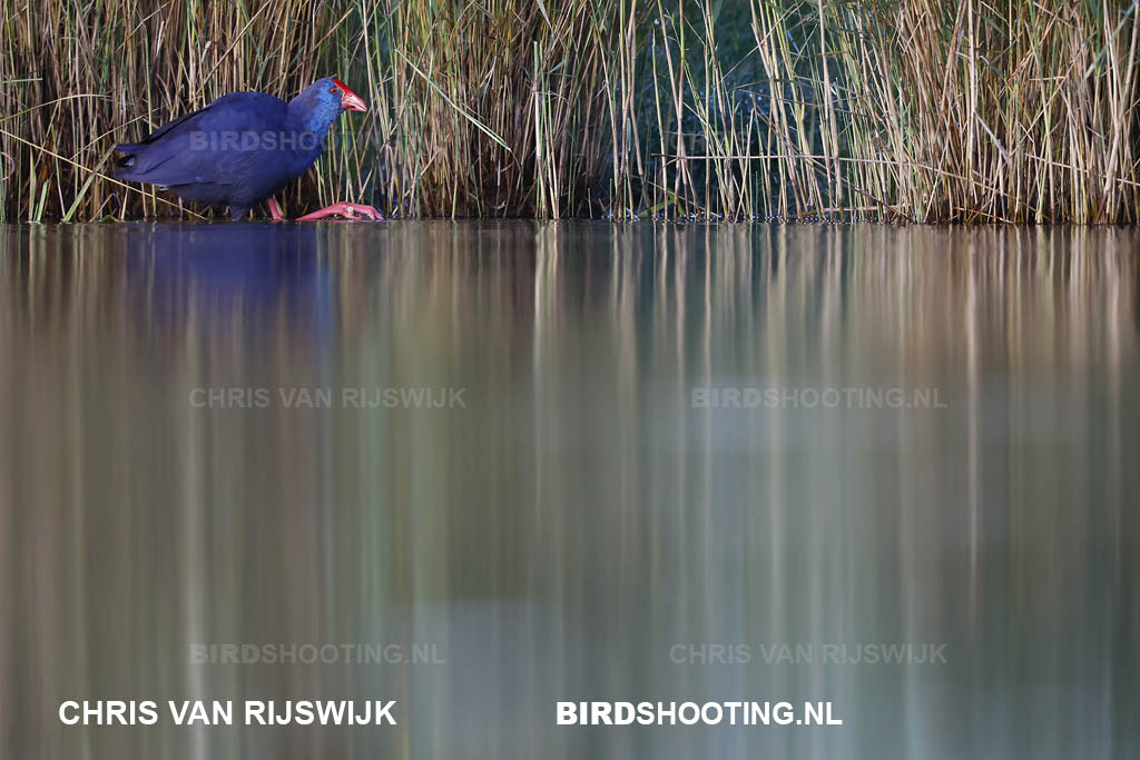 Purperkoet 25 M2 5292 Rottemeren