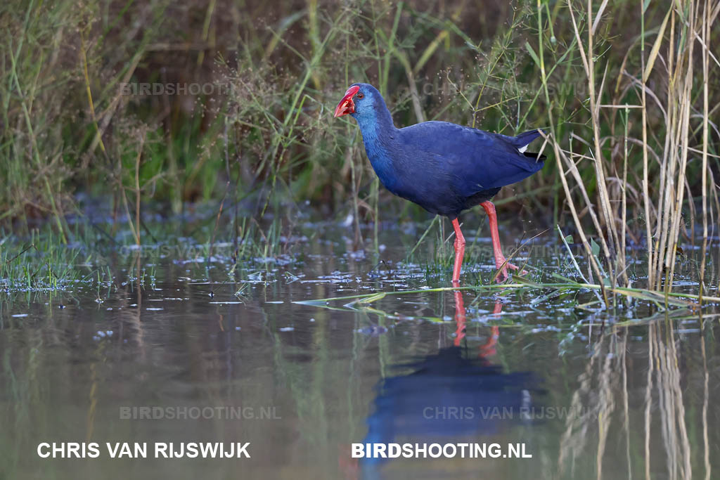 Purperkoet 25 M2 5399 Rottemeren