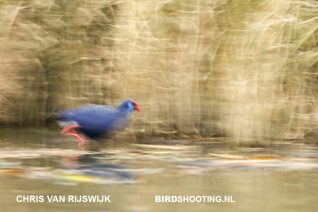 Purperkoet 25 M2 7970 Rottemeren