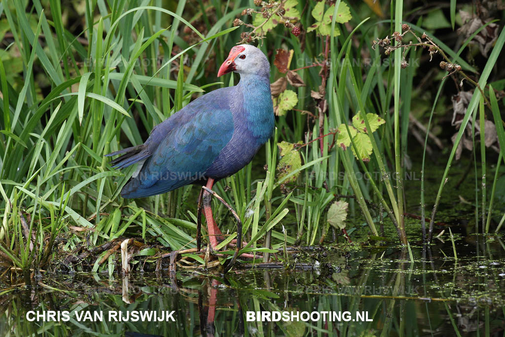 Grijskoppurperkoet 09 6500 Veldhuizen