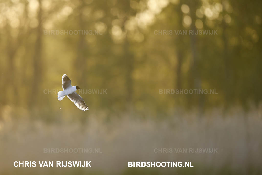 Dwergmeeuw 26 M2 0191 Rottemeren