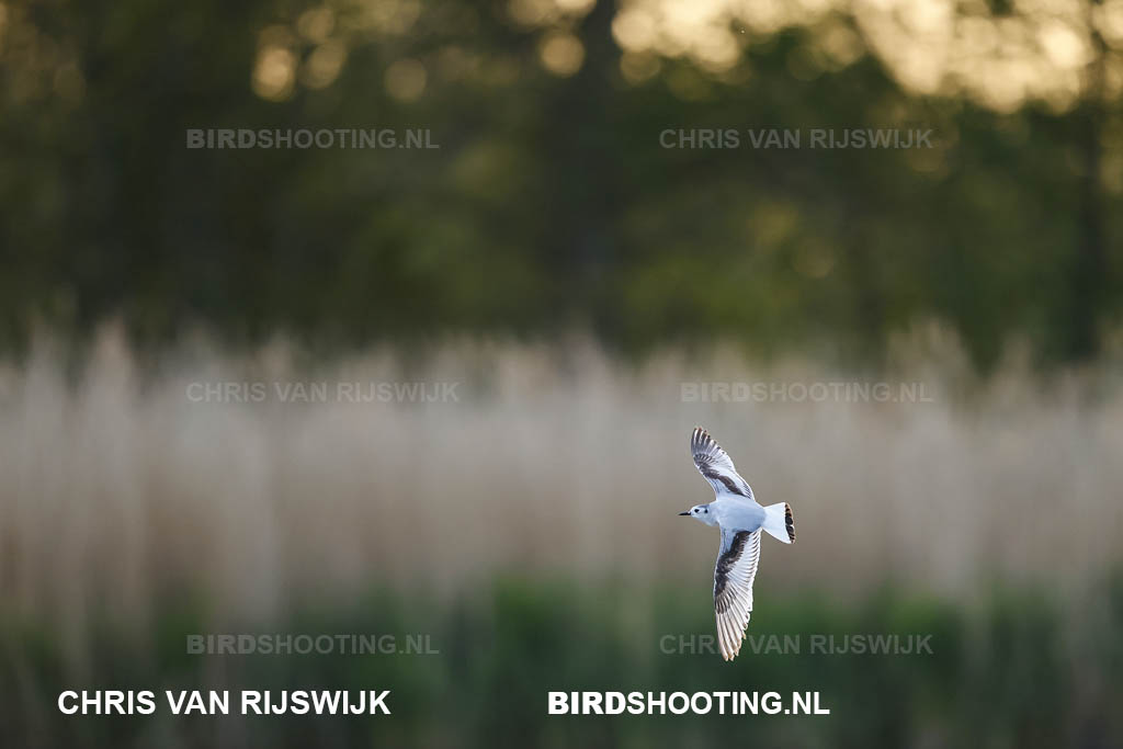 Dwergmeeuw 26 M2 0191 Rottemeren