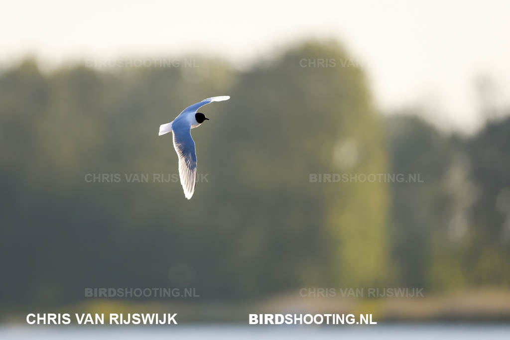 Dwergmeeuw 26 M2 6308 Rottemeren