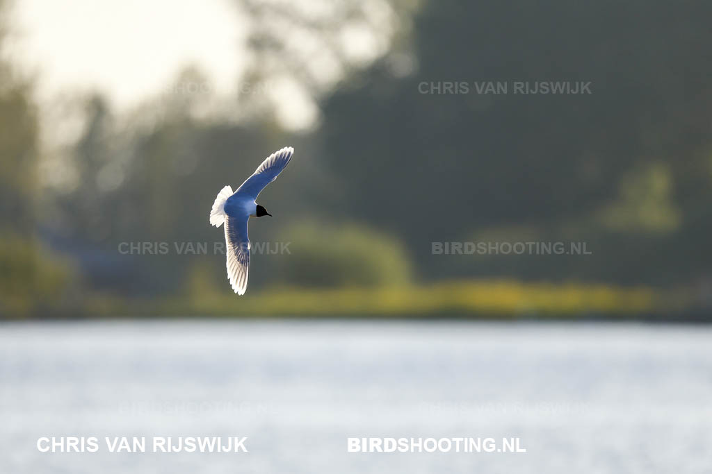 Dwergmeeuw 26 M2 6346 Rottemeren