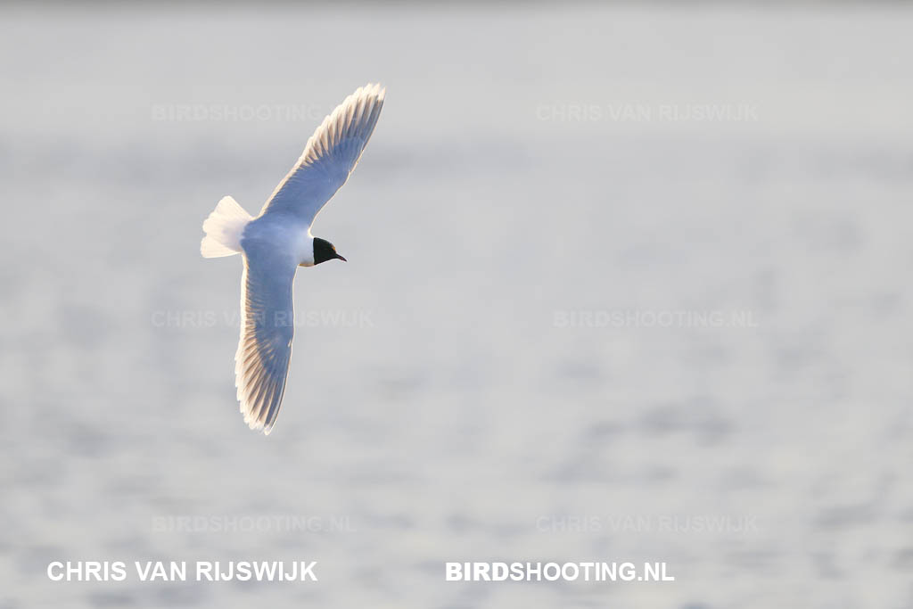 Dwergmeeuw 26 M2 7234 Rottemeren