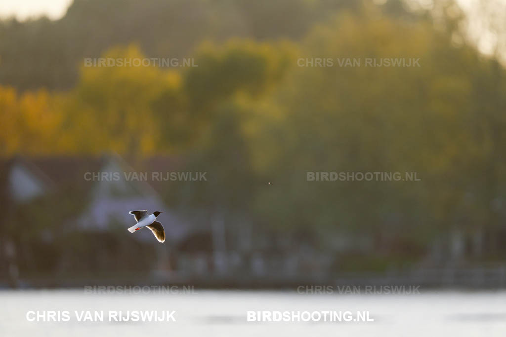 Dwergmeeuw 26 M2 8035 Rottemeren