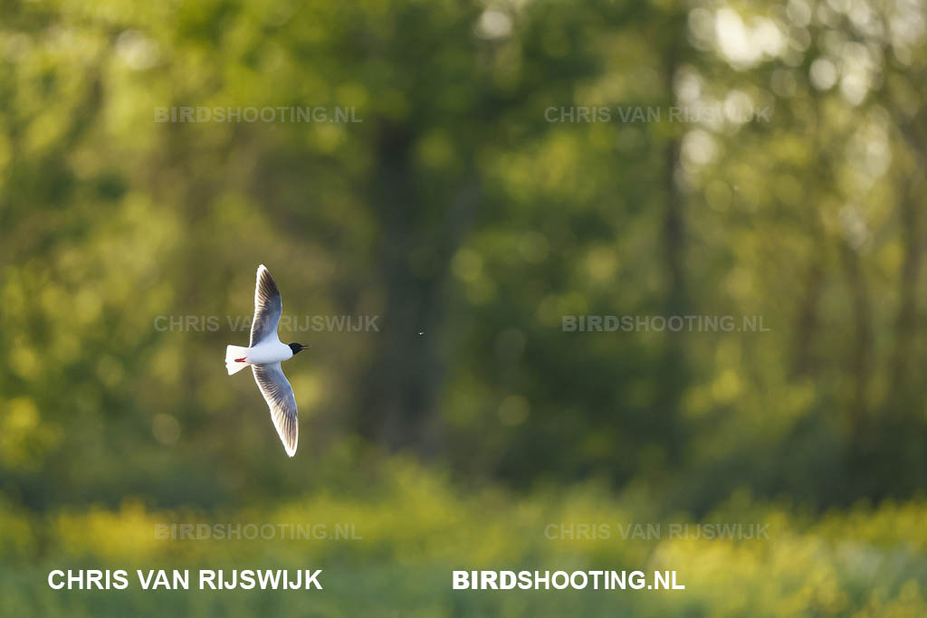 Dwergmeeuw 26 M2 9312 Rottemeren