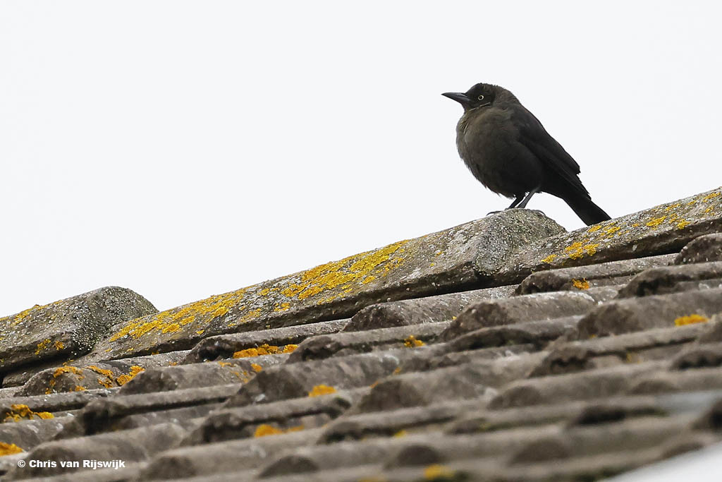 Glanstroepiaal 26 M2 0445