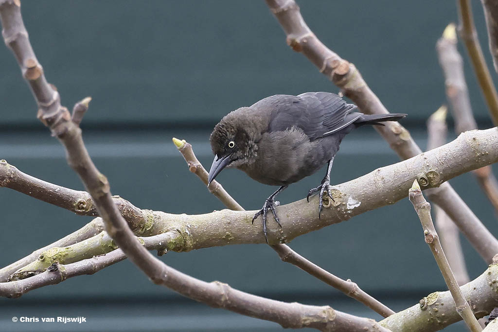 Glanstroepiaal 26 M2 0471