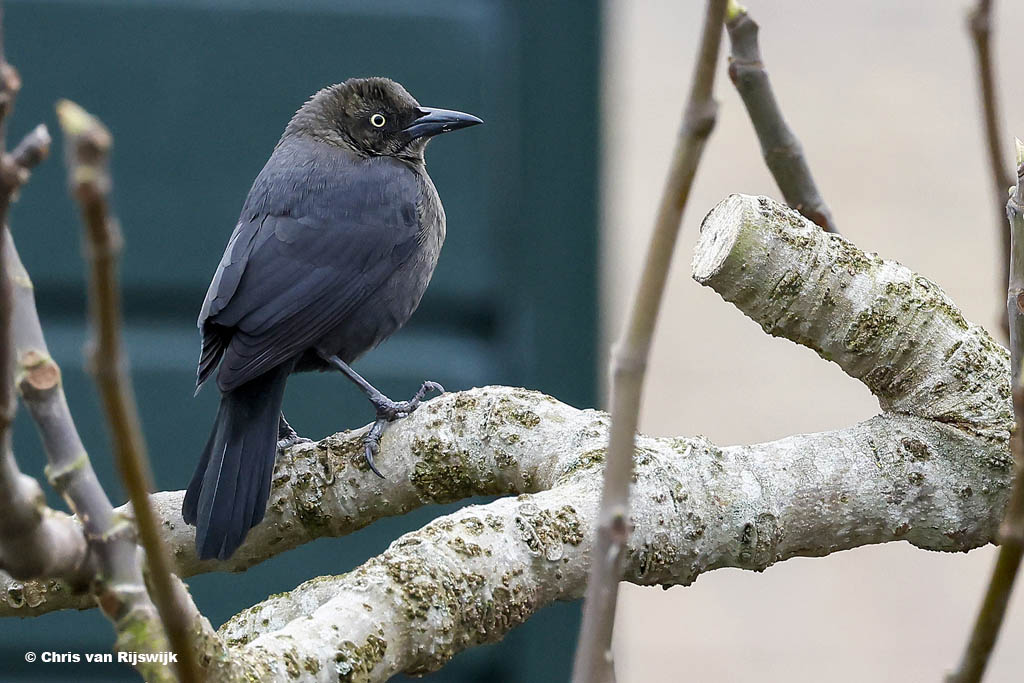 Glanstroepiaal 26 M2 0543