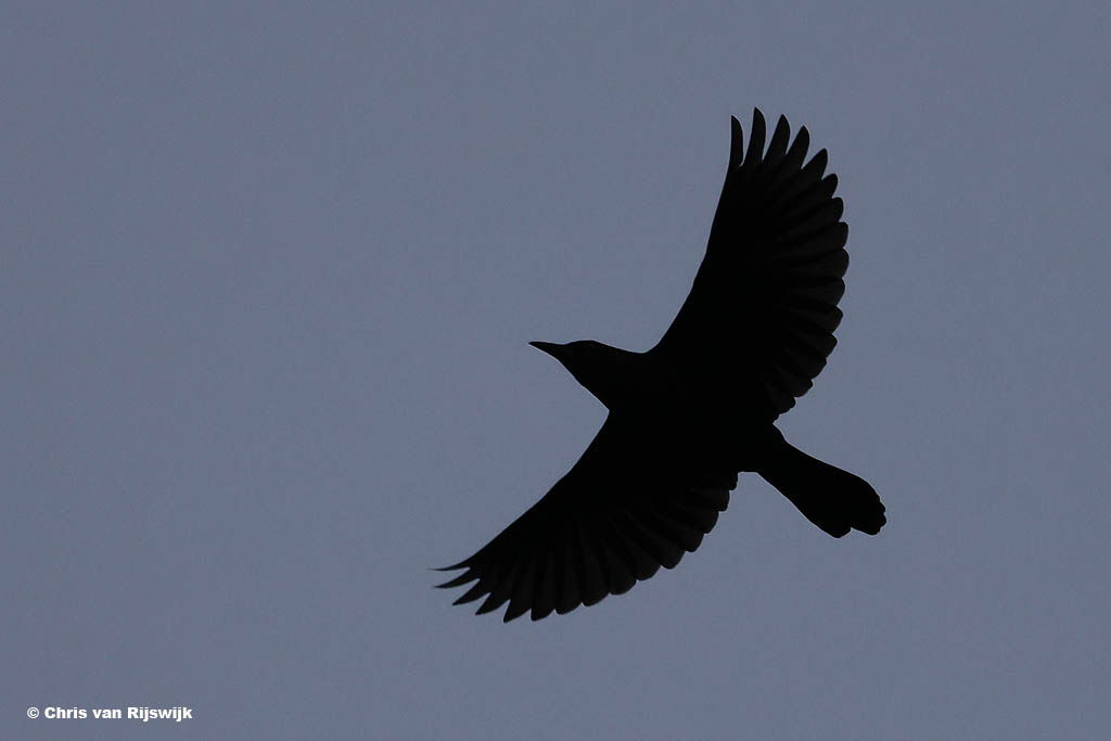 Glanstroepiaal 26 M2 0692