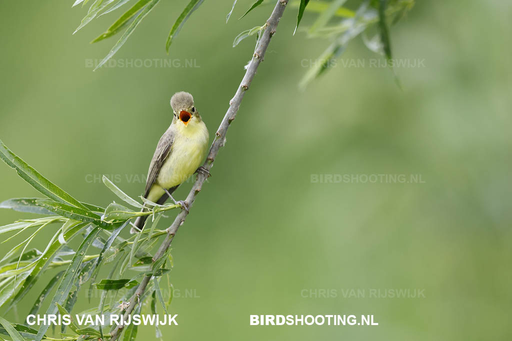 Spotvogel 26 M2 0624 Rottemeren