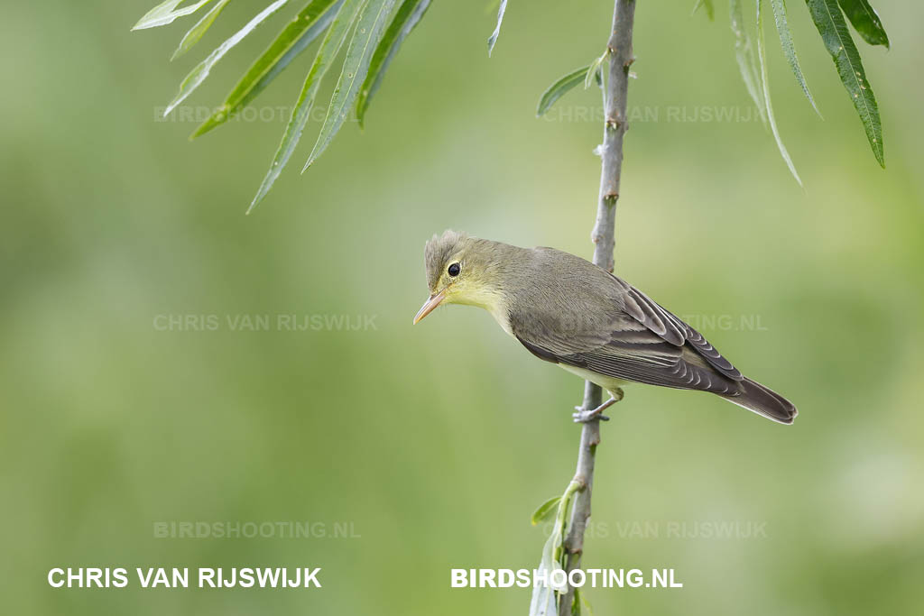 Spotvogel 26 M2 7891 Rottemeren