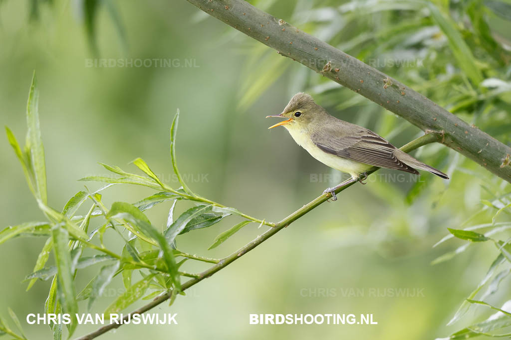Spotvogel 26 M2 8760 Rottemeren