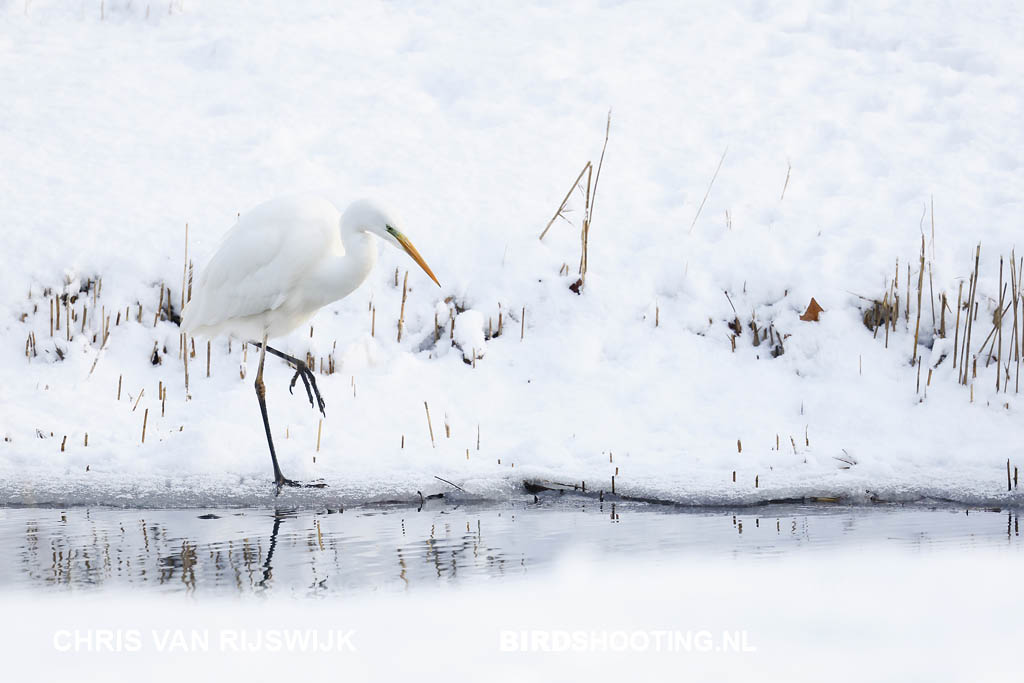 Grote zilverreiger 26 M2 5054