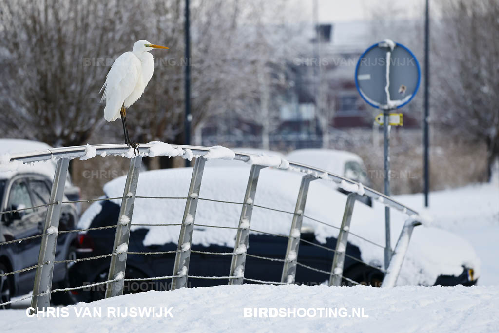 Grote zilverreiger 26 M2 5129