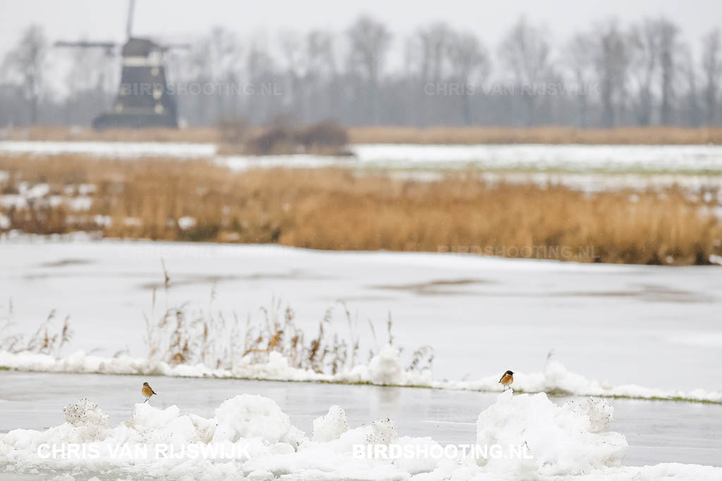 Roodborsttapuit 26 M2 6512