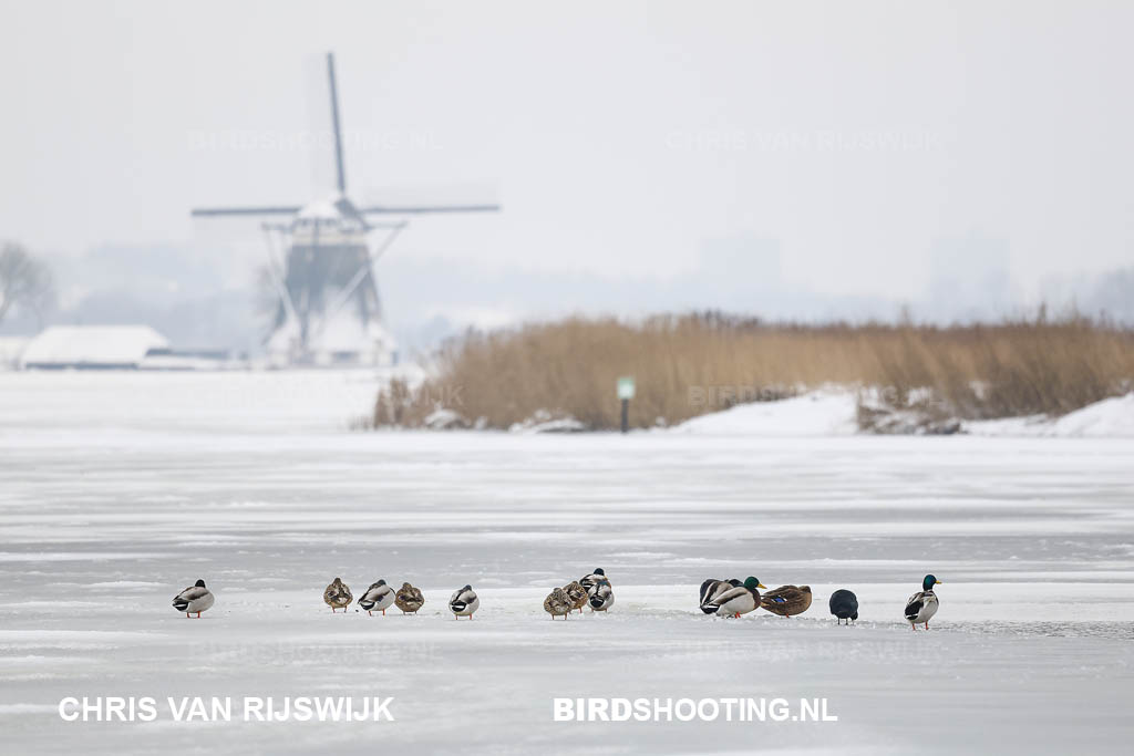 Wilde eend 26 M2 5745