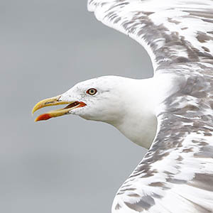 Canon R5 mark ii en vogelfotografie