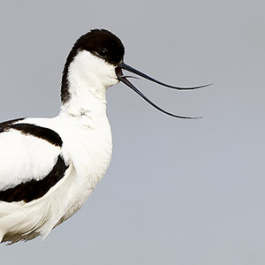 Naar Malta of naar Texel?