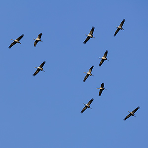 Kraanvogels Diepholz Duitsland 