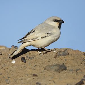 Desert Sparrow, Morocco 2020