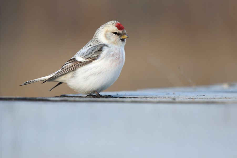 There are different species of redpolls and not always easily identified in the field...