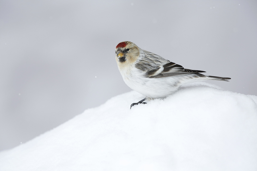 I don’t know exactly why, but for me Arctic birds are wonderful creations. In March 2017, I traveled to Greenland to photograph redpolls... 