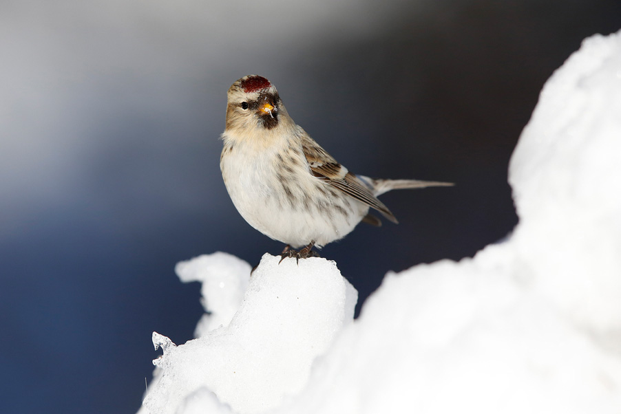 In March, 2015 I visited Kaamanen, Finland for a week. Main target was to photograph redpolls...
